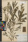 Foto von Salix purpurea L.
